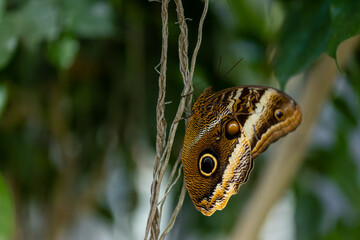 A beautiful butterfly in a tree.