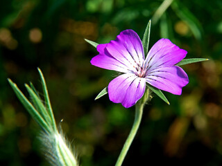 Fototapeta premium A plant from the clove family with a heather-colored inflorescence called Kąkol Polny growing on flower meadows at 2 Jana Pawla Street in the city of Białystok in Podlasie in Poland.