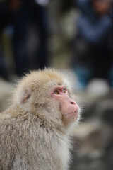 snow monkey