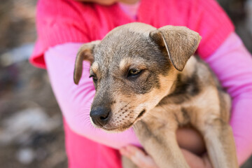 Cute puppy with a muzzle expressing calmness in the hands of a small child