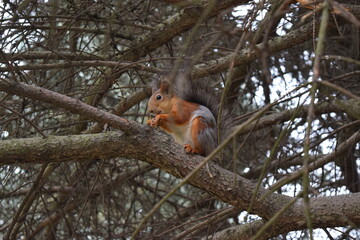squirrel on a tree