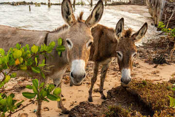 Burricos livres, em meio a  folhas e próximo ao rio na Ilha das Canárias, Maranhão Brasil. - obrazy, fototapety, plakaty