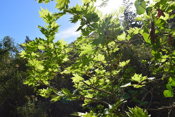 Fototapeta premium green leaves in sunlight