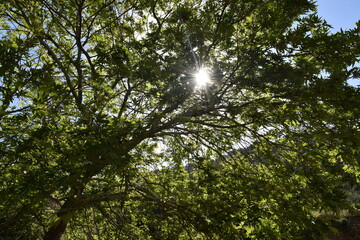 Obraz premium sun in the forest
