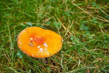 fly agaric, fly amanita, amanita muscaria, toadstool, poisonous mushroom, mushrooms in the forest