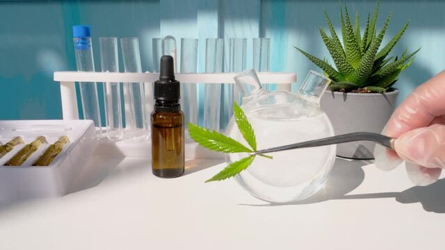 medical marijuana laboratory scientific research, green cannabis plants, extract production concept, cannabidiol oil, drug trafficking, people drug addiction problems