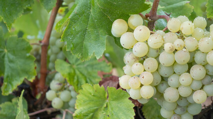 Preciosas uvas en los viñedos