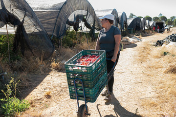 Woman raising boxes while working in raspberry farm