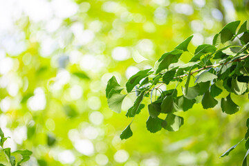 Fototapeta na wymiar Close up of fresh vibrant green ginkgo biloba leaves.