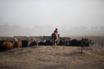 I work with Angus cattle