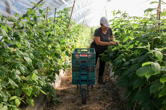Farmer picking ripe raspberries from branches