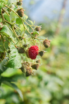 Ripe and green raspberries growing on bush