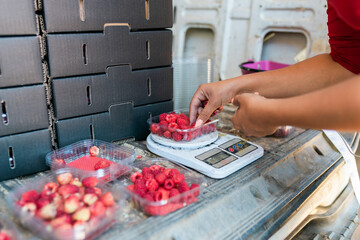 Farmer weighing containers with ripe berries