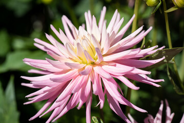 Fototapeta premium Rosa Blüte im Garten