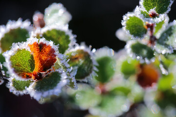 Frost
