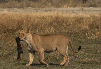 Naklejka premium Female Lion Carrying a Cape Buffalo Leg