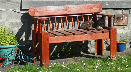 cat on an old wooden bench, Lerwick,  Shetland, Scotland