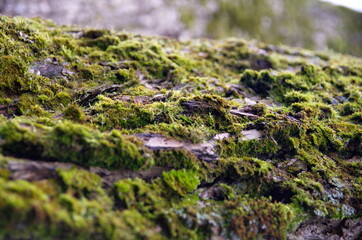 The bark of a tree overgrown with moss.