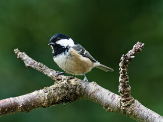 A Coal Tit (Periparus ater) perched on a garden branch, in Wakefield, West Yorkshire.
