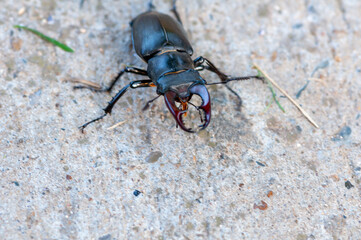Close-up of a stag beetle walking on the ground.