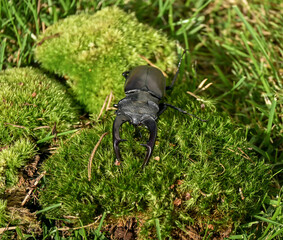Lucanus Cervus sitting on forest moss.