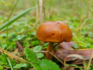 Mushrooms in the forest. Edible mushrooms. Forest natural mushrooms.