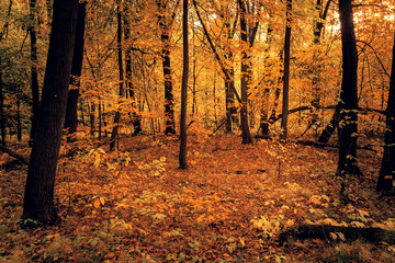 Beautiful autumn forest on sunset. Dark and mystical forest.