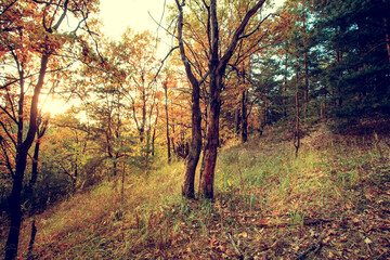 Beautiful autumn forest on sunset. Dark and mystical forest.