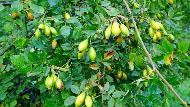 Green Rose Hips Sway In The Wind On A Bush.