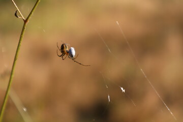 A spider with a cocoon in its web