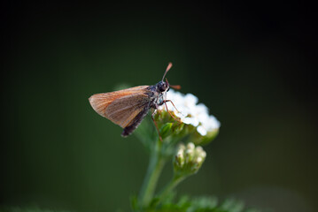 Brauner Falter auf Blüte