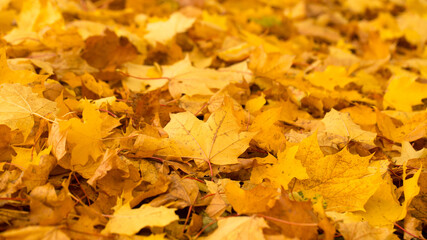 Naklejka na ściany i meble Colorful and vibrant, yellow and red leaves in autumn