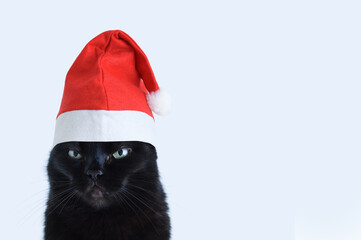 An angry black cat sits in red Christmas hat. I look into the camera. White background.