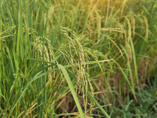 green wheat field The ears of rice are growing with yellow ears and green leaves in the summer of Thailand