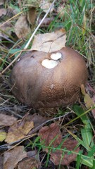 Autumn forest is the best place and time to collect mushrooms.