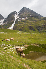 Portrait of grazing cows near Castel lake in Val Formazza during summer season, Piedmont, Italy