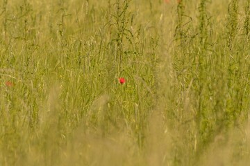 Lonely poppy in a green field