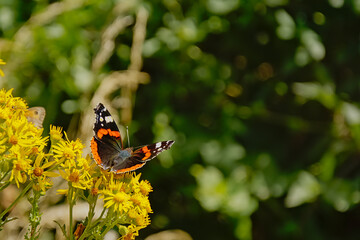 Fototapeta na wymiar Red admiral butterfly sitting on a yellow flower, selective focus with dark bokeh background - Vanessa atalanta, dorsal view 