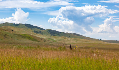 Steppe landscape, hills and grass under a cloudy sky. Bird on a stone in the steppe of Khakassia,...