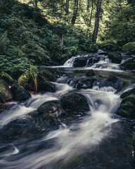 Fototapeta premium Ein Tag im Schwarzwald