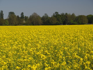 Fototapeta premium Blühendes Rapsfeld