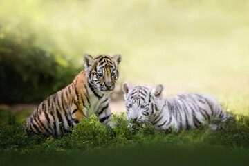 Fototapeta na wymiar two young bengal tiger cubs resting on grass, close up portrait