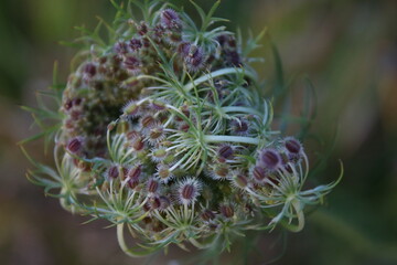 Distel Nahaufnahme