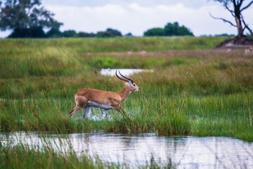 running antelope Waterbuck (Kobus ellipsiprymnus) in the african savannah namibia kruger park...