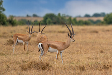 Naklejka na ściany i meble Impala (Aepyceros melampus) Maasai Mara, Kenya.