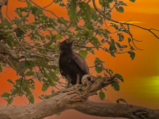 Crowned eagle African crowned eagle hawk Stephanoaetus coronatus Lake Nakuru Kenya