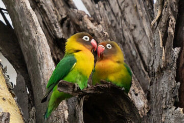 Fototapeta na wymiar Two Fischer's Lovebirds (Agapornis fischeri) nuzzle each other, Ngorongoro Conservation Area, Tanzania