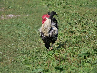 cock perching on a farm