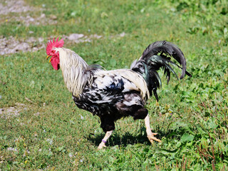 cock perching on a farm