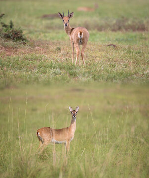 Sexual dimorphism in oribi antelope. In the oribi, only bucks grow horns but that is not the case for all antelopes. In gazelles for instance, both male and female have them.